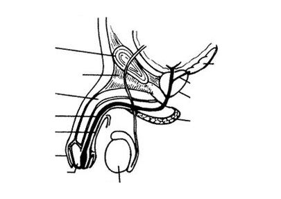 structure of the penis